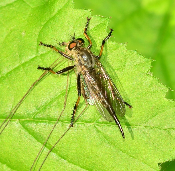 Femmina di Neoitamus sp. (Asilidae) preda Tipulidae